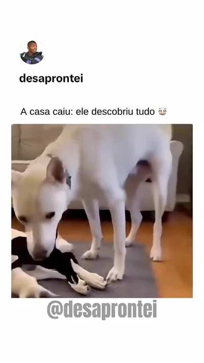 FILHOTE