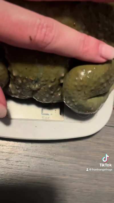 My absolute unit of a frog