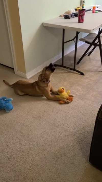 Based on her reaction at the end, I think I interrupted a private discussion between her and her ducky.