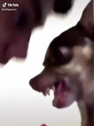 these dogs are annoying