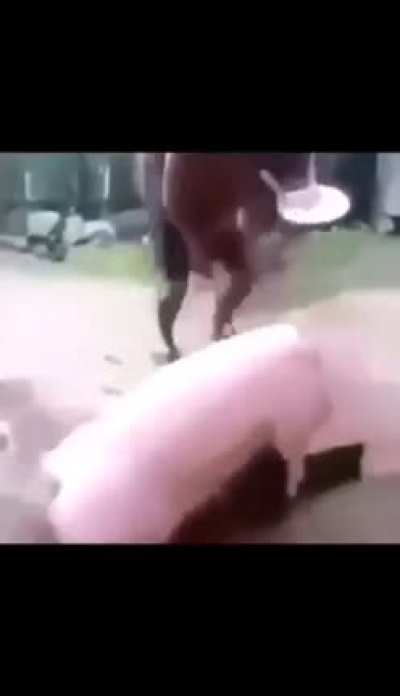 piggy