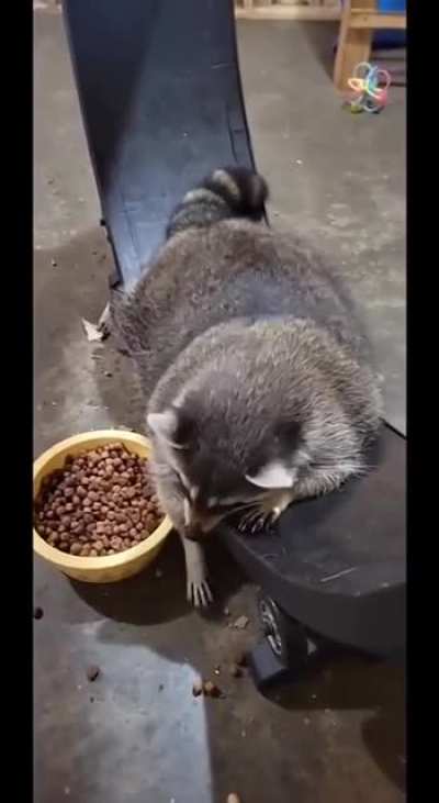“Exercising” Trashpanda