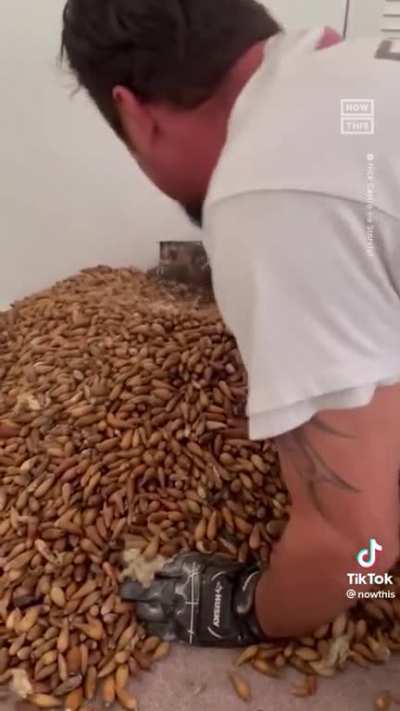 700 pounds of acorn