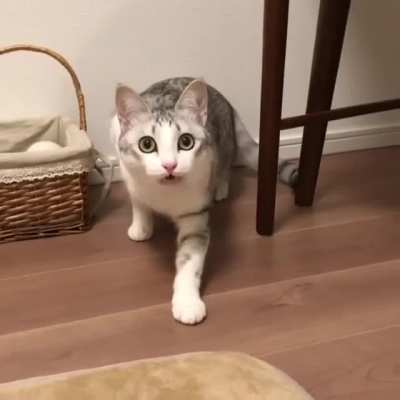 Here human, come here boy...