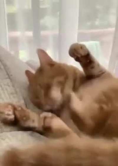 What the heck is wrong with this orange dog?