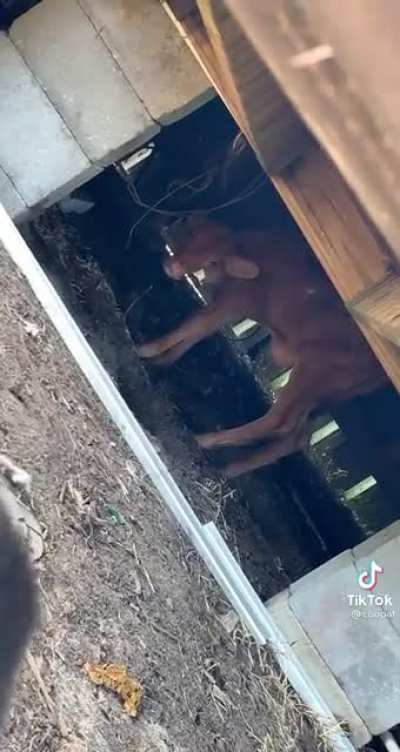 Herding fail
