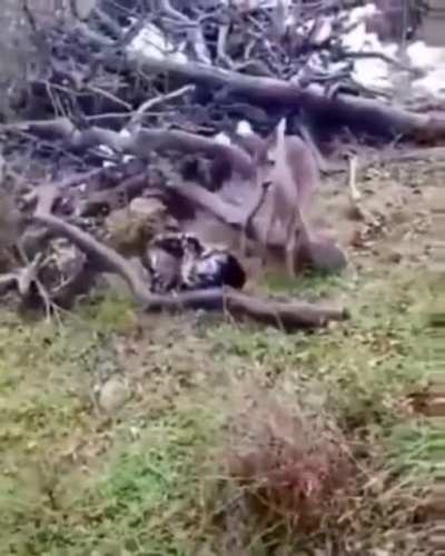 Bonk