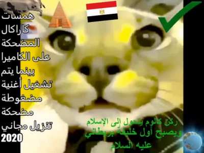 همسات كاراكال مضحك في الكام<wbr>يرا