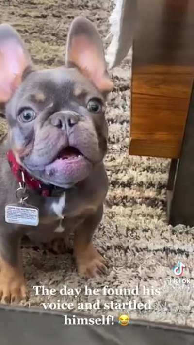 Dog finds his voice!