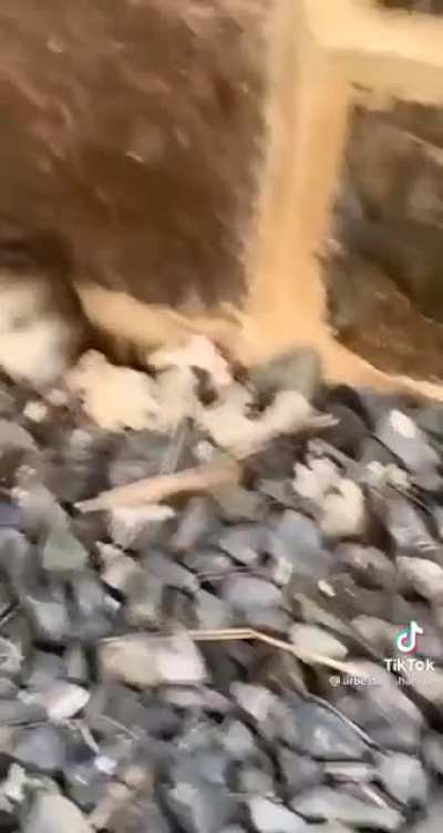 Tom finds jerry