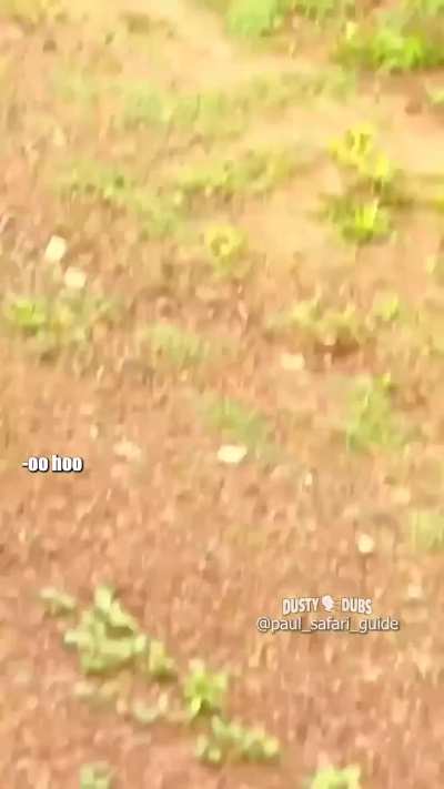🔥 Baby Warthog Does the World's Best Side Step Past Lions w/Commentary
