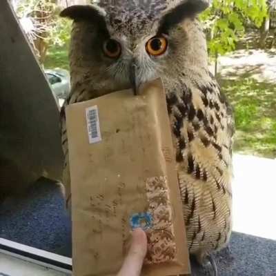 Hogwarts Letter Finally Arrived