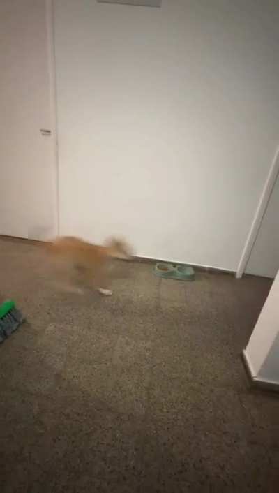 We adopted him out a while ago, and this is an update from his forever home. I guess he adjusted well