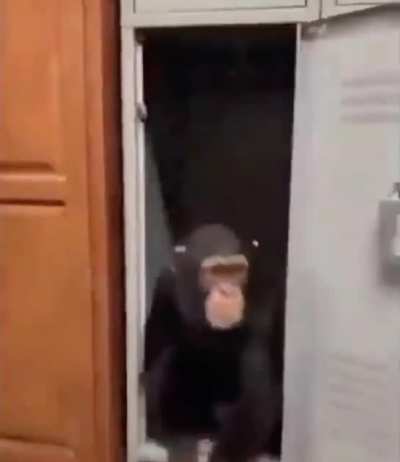 It’s a ape