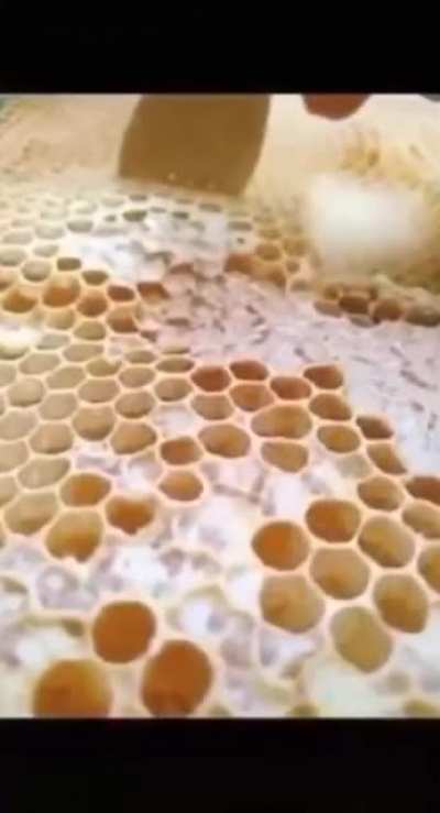 Honey