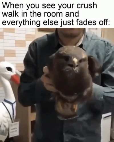 sheer focus