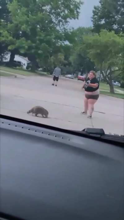Yelling at a raccoon can be dangerous