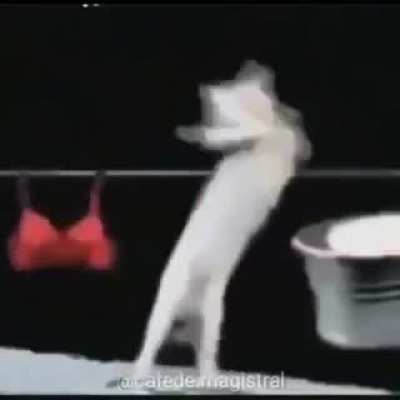 felino hembra <3