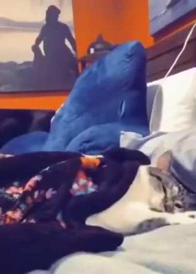 Waking up a cat