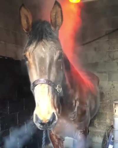 The final boss’s mount