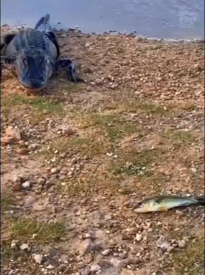 there's always a bigger fish