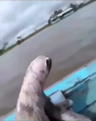 amigo