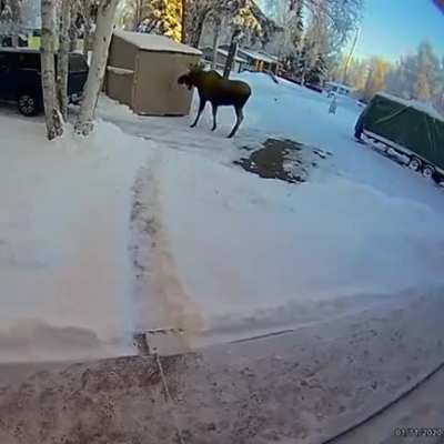 Canada?!