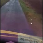 Scottish driver gets mad at annoying sheep.