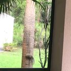 🔥 Thats a big cat