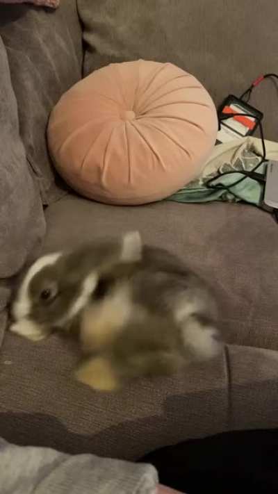 Bobby the circus bunny is learning tricks every day
