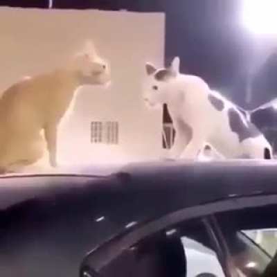 título foi separa a briga
