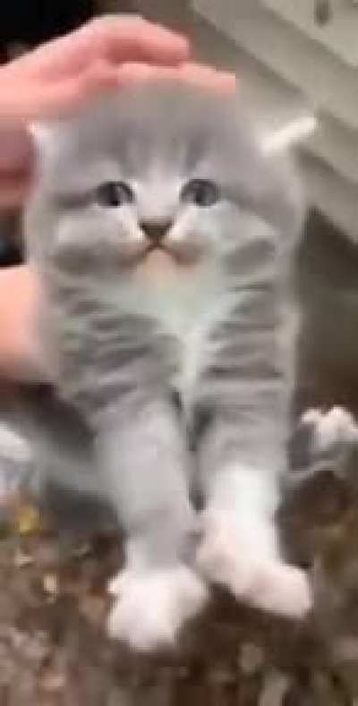 Gato truco