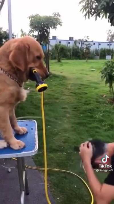 Good dog…