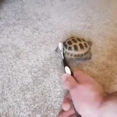 Nada que ver, Tortuga bailando