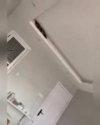 cat-erpillar