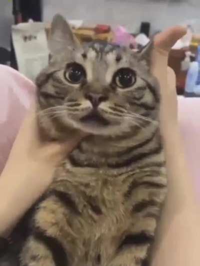 This cat is me