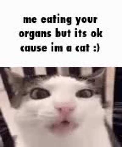 meow meow meow