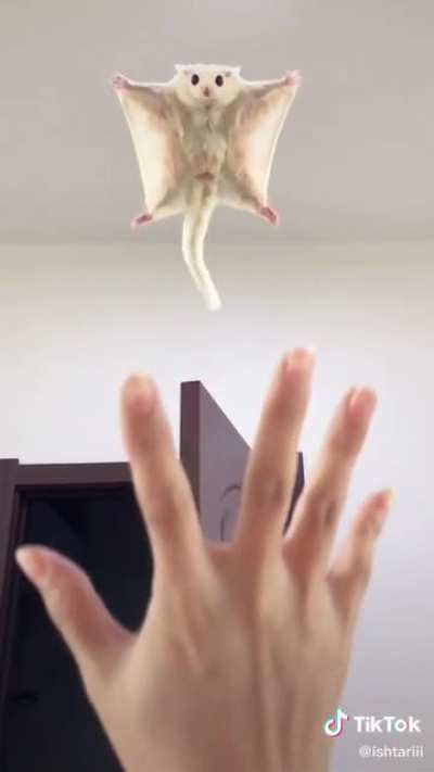Training the sugar glider