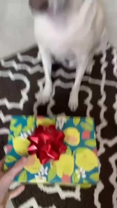 poor dog, man