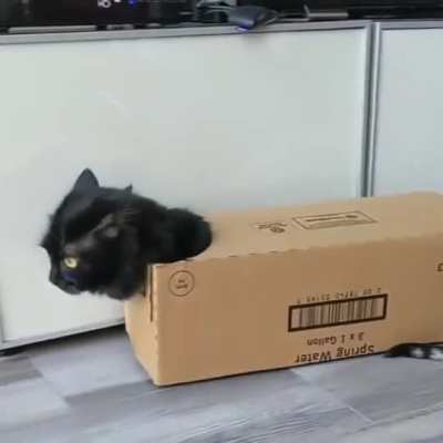 Cat tank