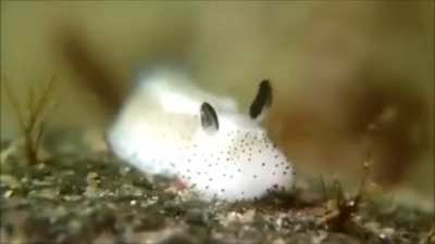 Every body posting cats or dogy. Here‘s an other animal. It‘s a snail (nudibranch) living in the sea, called ‚seabunny‘ 🐰 so this is my karma-snail 🐌