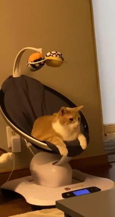 This is mine now - Meeko the cat