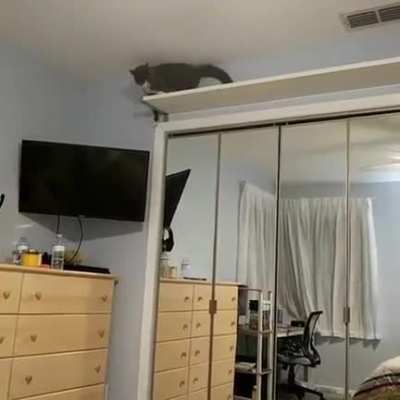 Cat from above