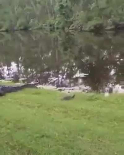 To eat a turtle