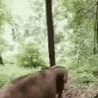 Elephant baby going down a slope