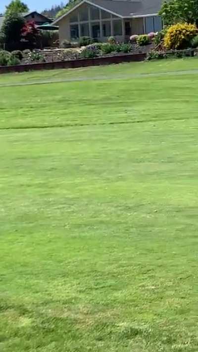 Golfing with Deer in Sonoma CA