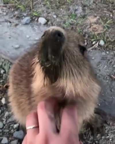 Капибарчик