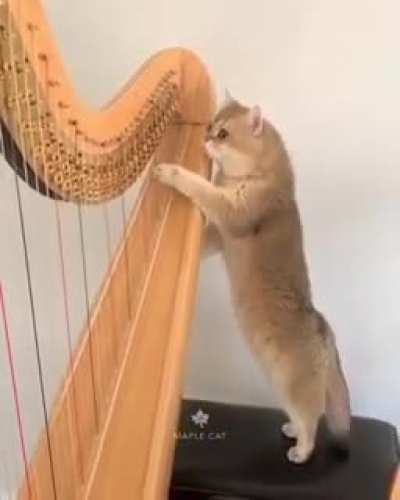 Meowzart in the making