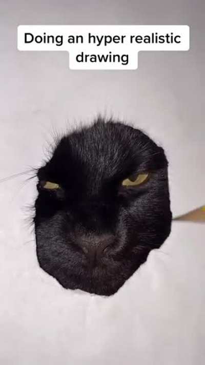 This person's very realistic drawing of their cat.