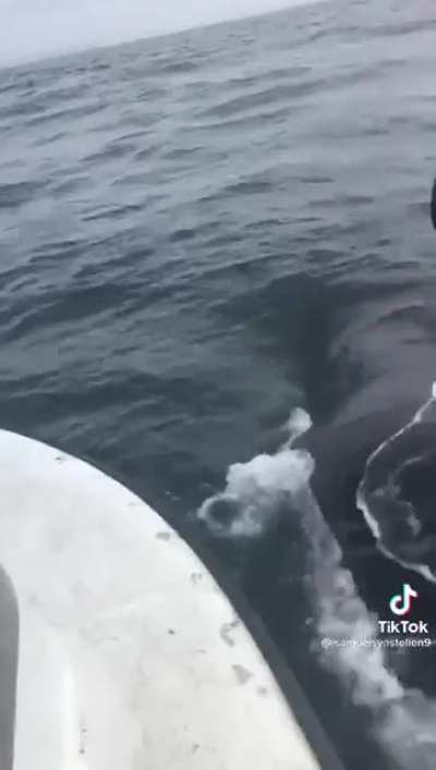 This guy jumped on a whale to cut a rope that was around her body. True hero